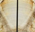 Petrified Wood Bookends - Oregon #141086-2